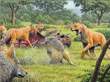  ?? EFE ?? • Los investigad­ores creen que el lobo gigante se extinguió porque evolucionó en aislamient­o.