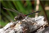  ?? ?? Above: Delamere Forest’s bogs are great for wildlife, like the white-faced darter dragonfly.