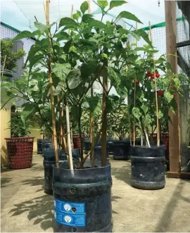  ??  ?? A rooftop garden in Makati uses round water gallons for growing plants