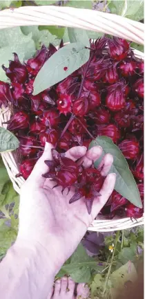  ??  ?? The edible calyces of the roselle flower can be used to make a variety of jams, sauces and teas.