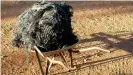  ??  ?? This ball of twisted metal found in Australia is believed to have fallen from space