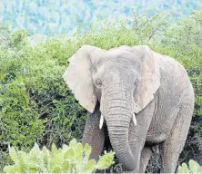  ??  ?? MAJESTIC BEAST: A curious Sibuya elephant samples the vegetation