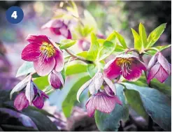  ??  ?? 4
You can see a display of hellebores at Copton Ash