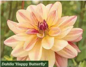  ??  ?? Dahlia ‘Happy Butterfly’
Long-lasting, large flowers H x S 90cm x 75cm F Jul-Nov 1 tuber £4.45 £3.56