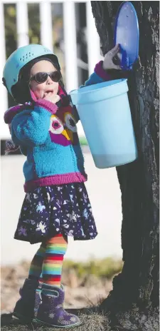  ?? TONY CALDWELL ?? Sonia, 4, enjoys some early spring sap on Wednesday.