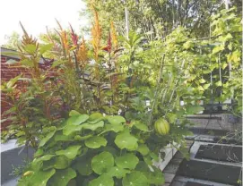  ?? LISE GOBEILLE ?? Melons, amaranthes et capucines chez Philippe et Pascale