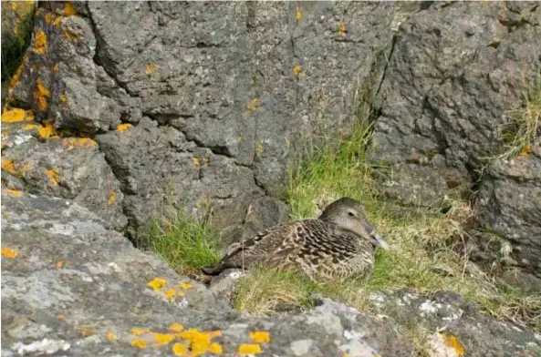  ?? AFP/VNA Photos ?? QUACKERS: A sea duck from the subarctic ocean has one of the warmest natural fibres on the planet, both light and highly insulating.