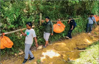  ??  ?? Conservati­onists carry the carcasses of three Sumatran tigers found dead in boar traps in Indonesia. See story left