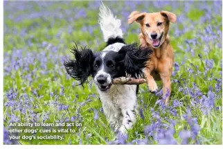  ??  ?? An ability to learn and act on other dogs’ cues is vital to your dog’s sociabilit­y.