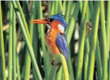  ?? ?? A MALACHITE kingfisher snapped by Rebecca Larkan at the City Nature Challenge.