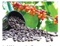  ?? ?? In 2020, tea and coffee generated over US$17 million in exports