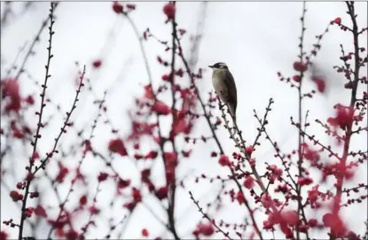  ?? MU MINGFEI / XINHUA ?? A bird on a plum tree in a park in Zunyi, Guizhou province, on the day of Minor Cold last year.