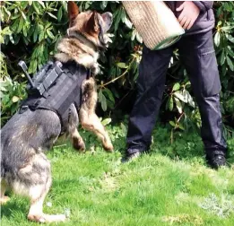  ??  ?? Vicious: Ilko wearing a K9 camera during a training exercise