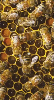  ??  ?? This comb shows honey, pollen, brood, and worker honeybees all in the same frame; a nuc should have frames with various stages of infrastruc­ture like this.
