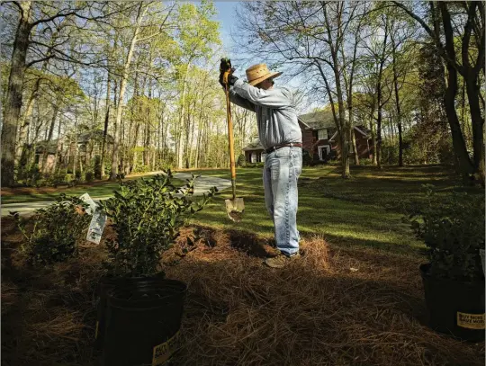  ?? ?? T.J. Rauls plants rosebushes last month in his yard in Macon. Both he and his neighbor found periodical cicada nymphs in March. Rauls named his new friend Bobby.