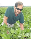  ??  ?? Sanita. A la izq., la siembra de soja avanza en la zona central del país y es clave asegurarse un buen stand de plantas libre de enfermedad­es. Arriba, Antonio Ivancovich, experto en sanidad del INTA Pergamino.