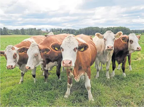  ??  ?? BEEF REPORT: Plans for a support scheme to help the beef sector cut its climate change impact have been published.