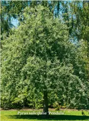  ??  ?? Pyrus salicifoli­a ‘ Pendula’.