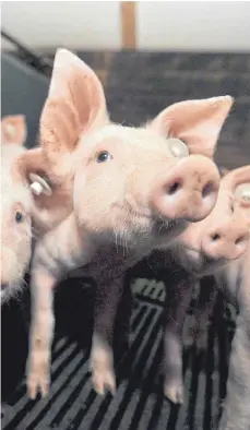  ?? FOTO: ILJA SIEGEMUND ?? Das neue Tierwohl- Label betrifft zu Beginn nur die Schweineha­ltung – und soll dann ausgeweite­t werden.