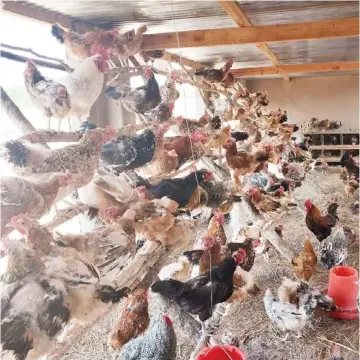  ?? ?? Presidenti­al Rural Poultry Scheme distributi­ons. Source: ZFRPA, Data as of January 23, 2024
Free range chicken in a fowl run at Mr Mashingaid­ze’s Farm