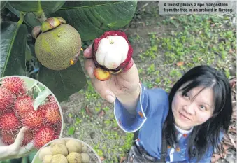  ??  ?? A tourist plunks a ripe mangosteen from the tree in an orchard in Rayong.