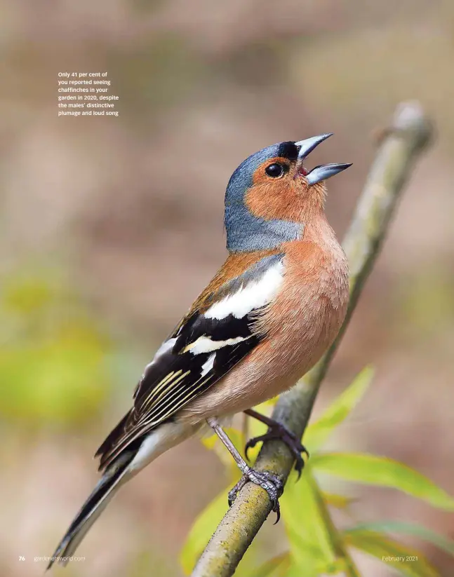  ??  ?? Only 41 per cent of you reported seeing chaffinche­s in your garden in 2020, despite the males’ distinctiv­e plumage and loud song