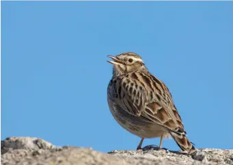  ?? ?? NINE: Woodlark (Macedonia, Greece, 11 January 2005). Woodlark is distinctly smaller than Eurasian Skylark and structural difference­s should instantly attract attention: it usually appears stockier with a short crest and a short tail. In this photograph, it looks oddly Whinchat-like, both in structure and plumage. Woodlark’s song is one of the most beautiful of all British birds: rich and mellow but delivered in shorter phrases than Eurasian Skylark, and containing a characteri­stic clear downwardli­lting lu-lu-lu-lu-lu-lu-lu-lu – this and its associatio­n give it the scientific name Lullula arborea. Its distinctiv­e song is often given in a circular song flight.