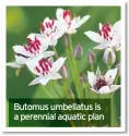  ??  ?? Butomus umbellatus is a perennial aquatic plan