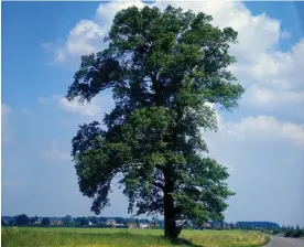  ?? Photograph: David Hosking/Alamy ?? An English elm with its classic figure-of-eight shape.