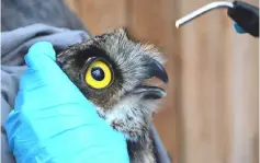  ?? — Courtesy of PAWS ?? The owl gets an eye exam before being released to the wild.