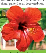  ??  ?? Spot colorful blooms like this vibrant hibiscus growing in tropical rain forests surroundin­g the city