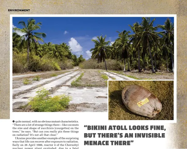  ??  ?? All of Bikini’s coconut palms were destroyed after the nuclear tests. The army replanted them in a perfect grid shape ABOVE: INSET ABOVE: Coconuts are one of the most contaminat­ed food sources on Bikini