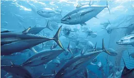  ??  ?? Seaspiracy footage shows tuna caught in a fishing net