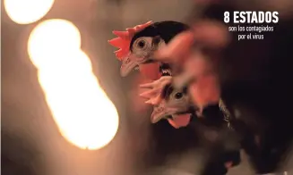  ?? ?? los pollos se posan en el interior de una granja de Suffolk