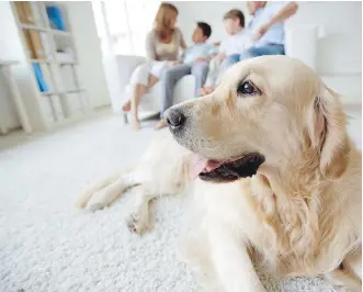  ??  ?? “Pets aren’t just good for the social or emotional well- being of children, they’re actually able to contribute to making us stronger, healthier human beings,” says veterinari­an David Haworth.