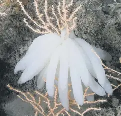  ?? PICTURE: PAUL NAYLOR/WWWMARINEP­HOTO.CO.UK ?? Squid-egg capsules are often mistaken for beached octopus