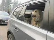  ?? FOTO AFP ?? Su mascota está expuesta a riesgos todo el tiempo.