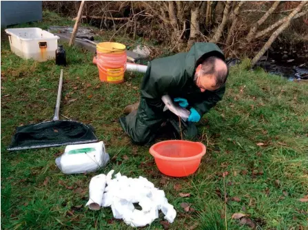  ??  ?? Left: Stripping eggs from a small wild grilse hen