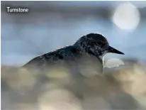  ??  ?? Turnstone