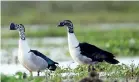  ??  ?? A recent spotting of a male and female Comb duck pair at Deberawewa, Tissamahar­ama. Pic by Palitha Anthony though and breeds in the Mannar Province.
Colonel Vincent Legge (1841-1918) summing up all the literature over the century up to date in 1880...