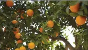  ?? GETTY IMAGES ?? Citrus can be grown most anywhere in Southern California.