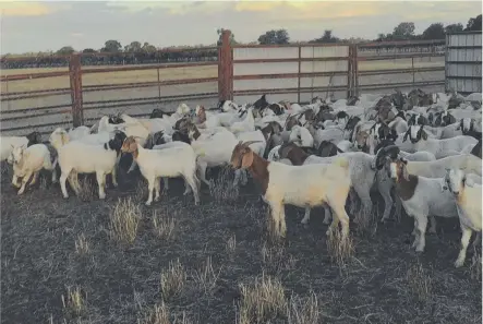 ??  ?? ELUSIVE: Some of Troy Piper- Green’s goats, which have gone missing.