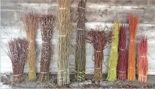  ?? STAR VALLEY FLOWERS VIA WASHINGTON POST ?? An assortment of pussy willow and vibrant dogwood twigs in yellow, red, flame and cardinal.