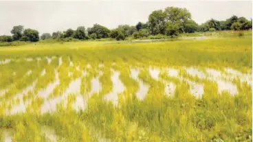  ??  ?? A rice farm in Eagi,Lavun local government area