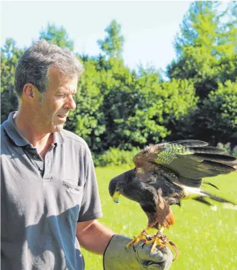  ?? FOTO: GISELA SGIER ?? Der Jäger und Falkner Andi Huber aus Emerlanden kümmert sich nicht nur um das Wohl erkrankter und hilfsbedür­ftiger Greifvögel, sondern bildet auch seine „Hilde“, ein Wüstenbuss­ard-Weibchen zur Jagd aus.