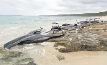  ??  ?? Stranded whales on the beach at Hamelin Bay in this picture obtained from social media. — Reuters photo
