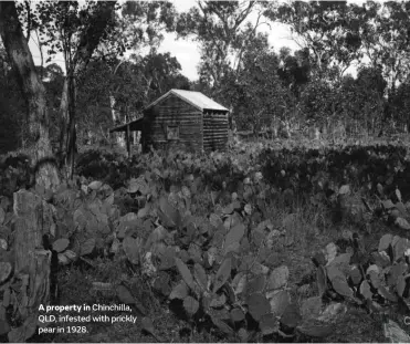  ??  ?? A property in Chinchilla, QLD, infested with prickly pear in 1928.