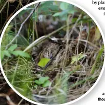  ?? ?? Native woodcock population­s breed in mature woodland with a vibrant understory — though they can be choosy