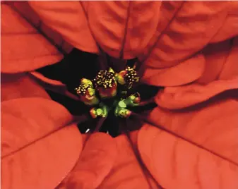  ?? COURTESY OF DICK RIFKIND ?? Those little, yellow fuzzy guys in the center of this poinsettia are the true flowers. Look closely and you can see the reddish-colored “petals” are actually colored leaves called bracts.