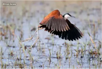  ??  ?? African Jacana